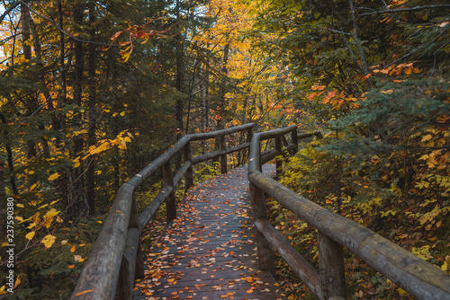 Leafy wooden foot bridge in autumn forest