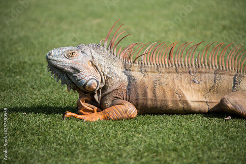 iguana in the sun