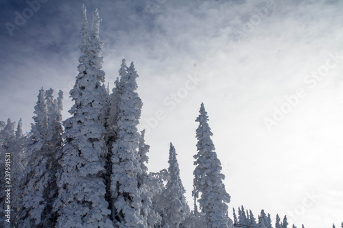 Snow covered trees