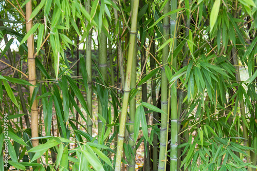 Group of Bamboo Tree Stems