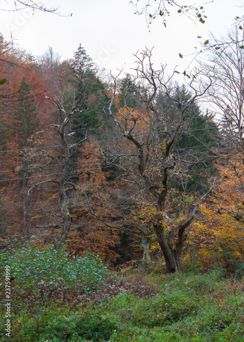 Autumn Forest Vegetation