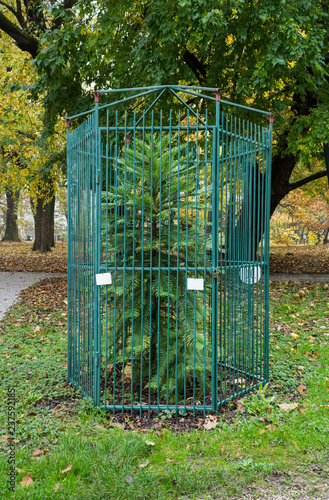 Caged Pine Tree