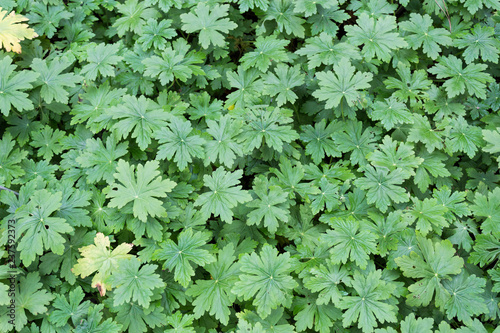 Green Leaf Geraniaceae