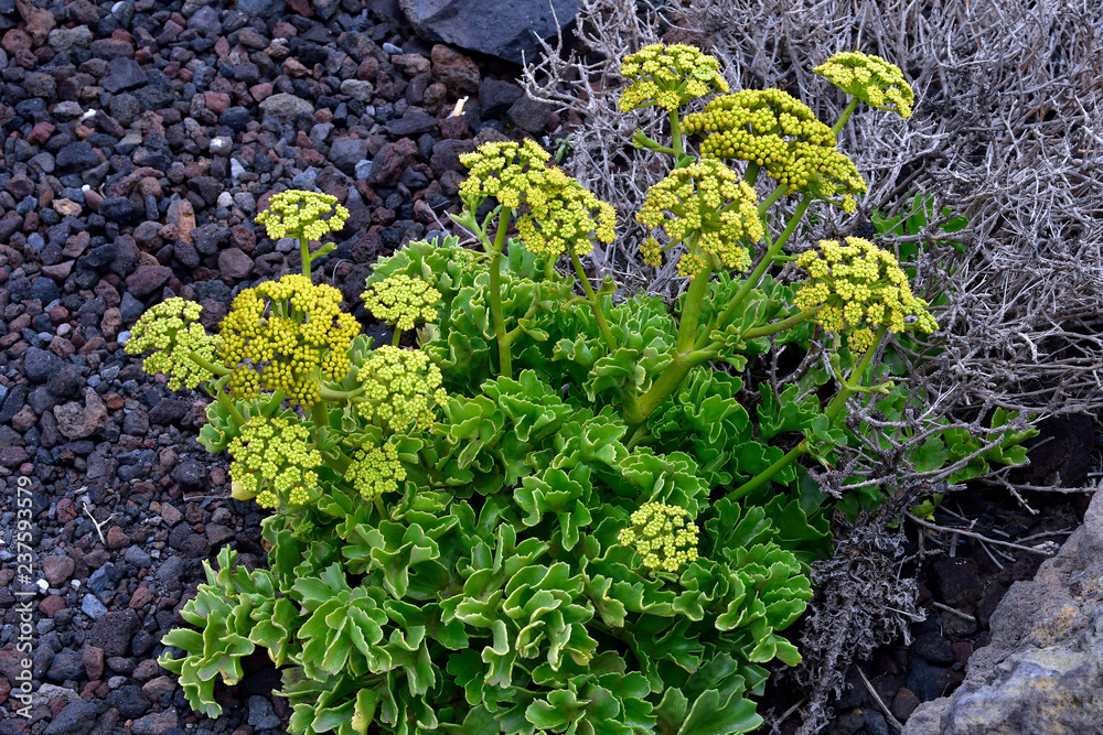 Spain, Canary Islands, Tenerife, Botany Spain, Canary Islands, Tenerife, Botany