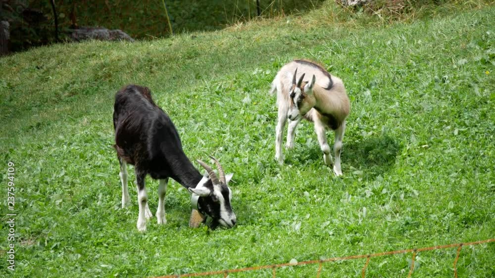 goats grazing at high altitude in Val Zebrù, Stelvio National Park, Alps, Italy goats grazing at high altitude in Val Zebrù, Stelvio National Park, Alps, Italy
