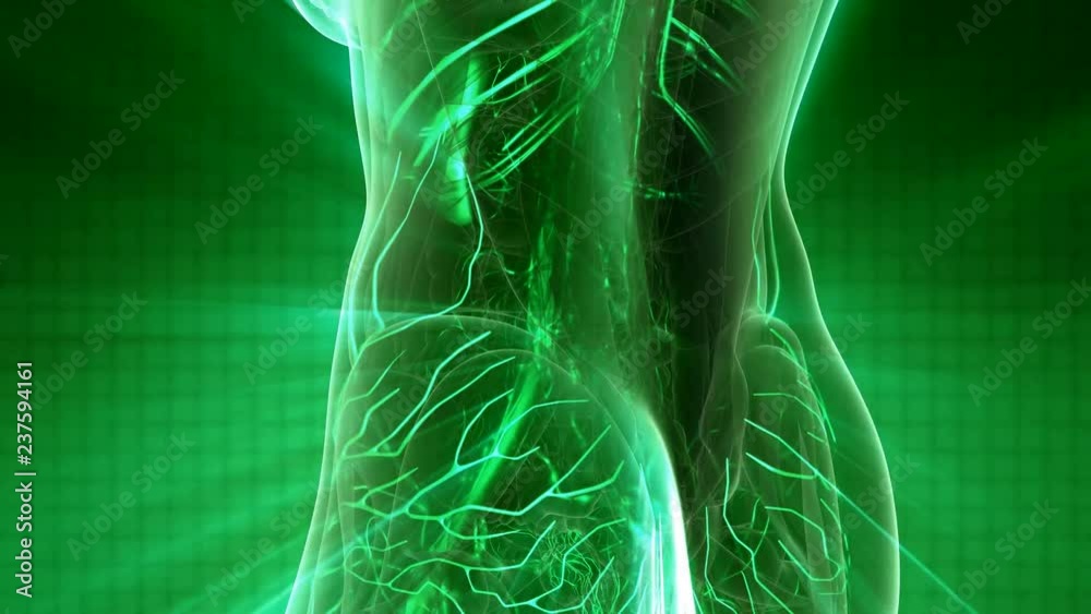 science anatomy scan of woman heart and blood vessels glowing