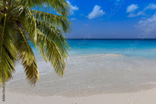 Fototapeta Naklejka Na Ścianę i Meble -  turquoise water of caribbean sea. Palm tree