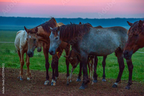 Herd of horses on the field early in the morning.  © shymar27