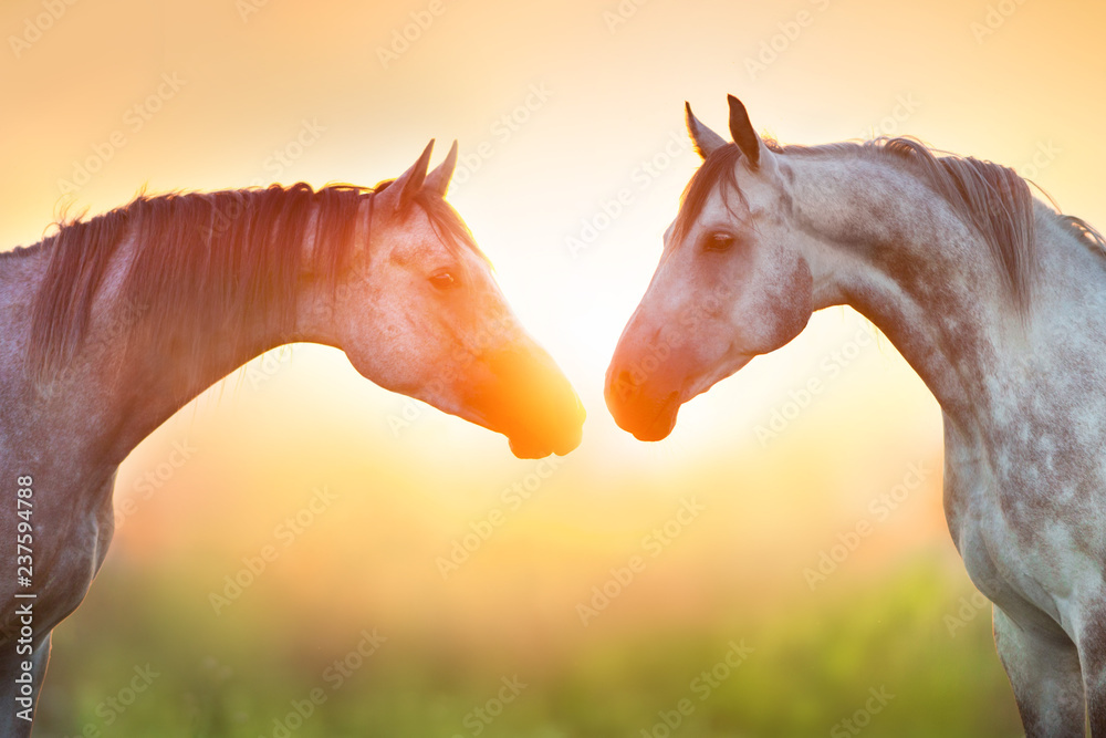 Fototapeta premium Dwa szare koni arabskich portret w świetle wschodu słońca