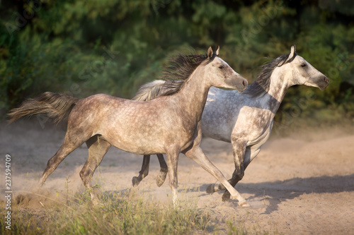 Two grey arabian stallion with long mane run gallop with dust © callipso88