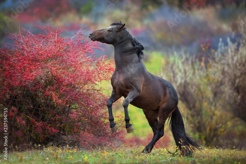 Fototapeta Naklejka Na Ścianę i Meble -  Bay stallion rearing up in crataegus trees