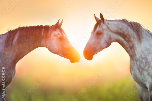 Two grey arabian horse portrait at sunrise light
