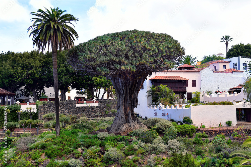 Spain, Canary Islands, Tenerife, Icod de los Vinos