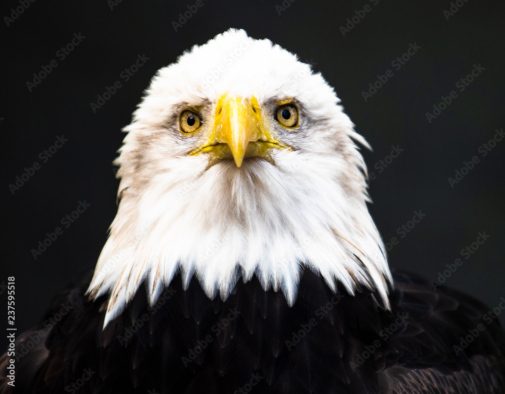 portrait of an american bald eagle portrait of an american bald eagle
