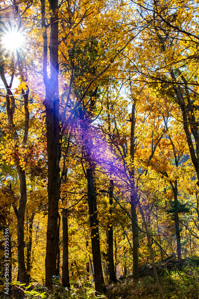 Obraz premium Autumn in the forest