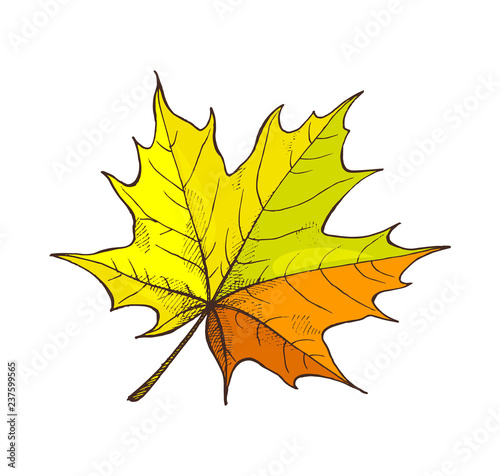 Maple Leaf Autumnal Symbol Isolated Icon Vector