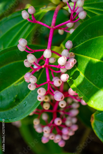 Pink Flower Hanging on Tree