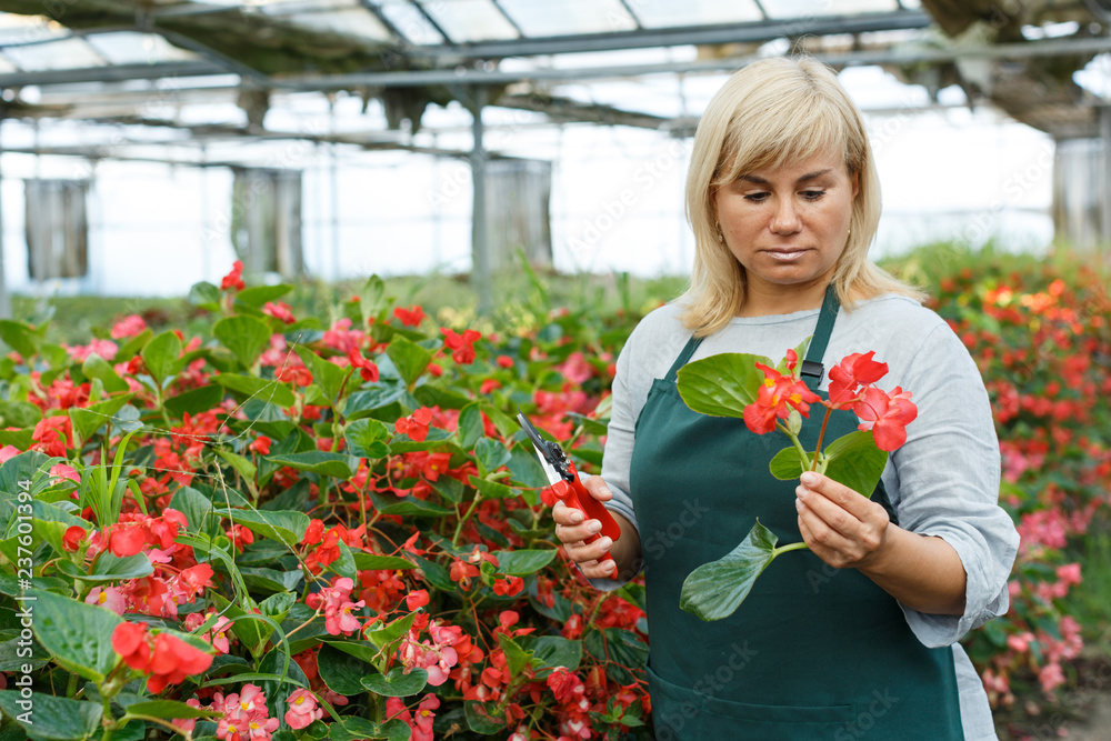 Female gardener with scissors working with red begonia plants in hothouse