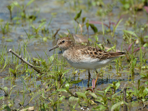 Least sand piper