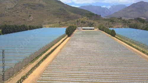 aerial dolley over quiet fruit plantation photo