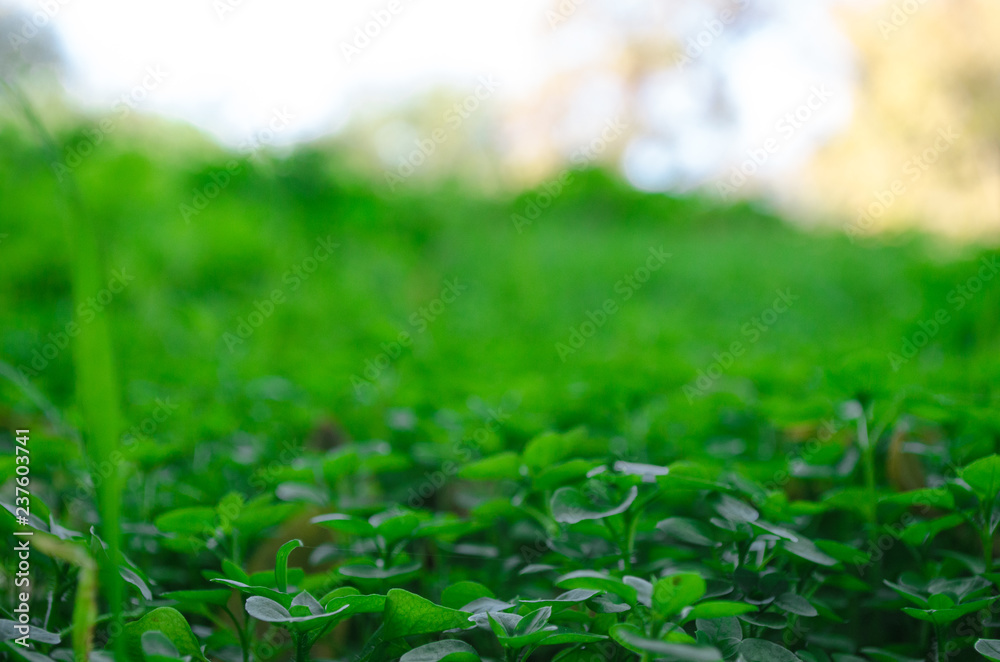 macro grass with green background macro grass with green background