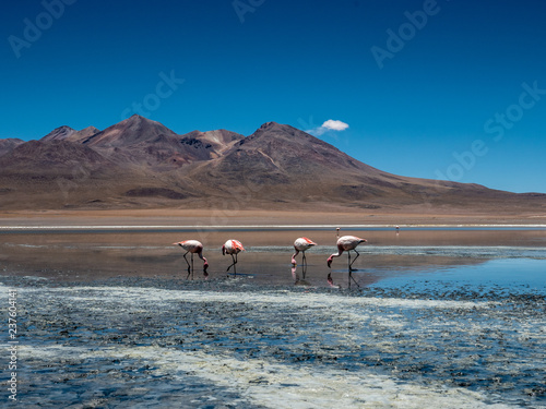 Fototapeta Naklejka Na Ścianę i Meble -  Four Flamingos eating in Mountainous landscape