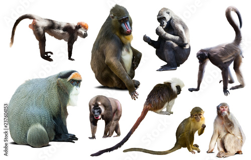 set of primates photo