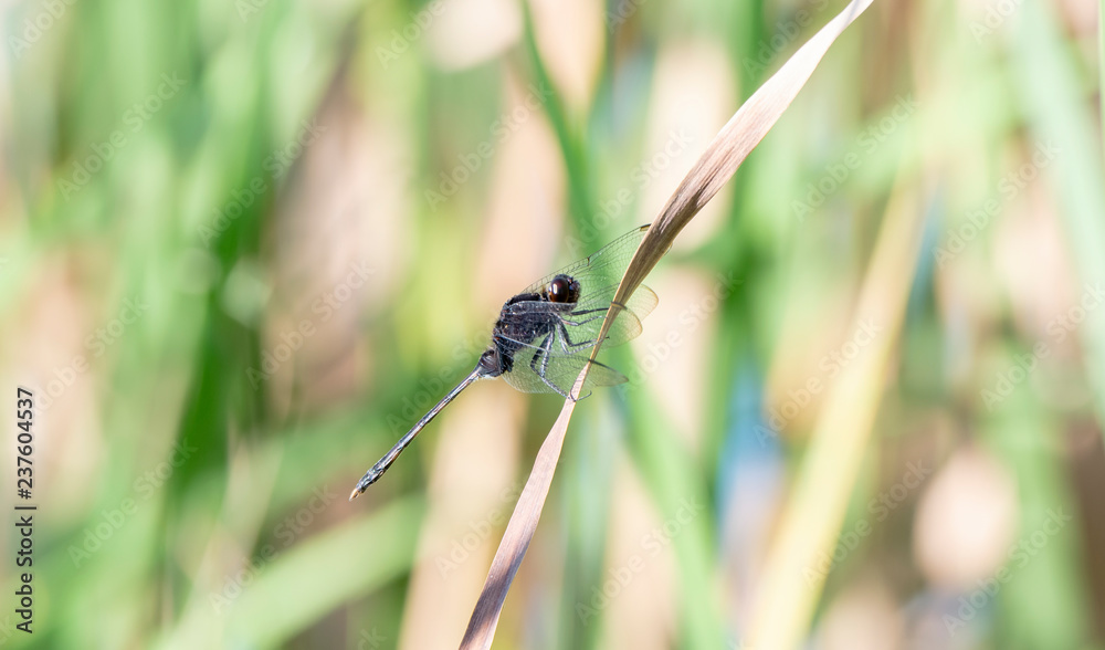 Black Pondhawk (Erythemis attala) Dragonfly Perched on Dried Grass Black Pondhawk (Erythemis attala) Dragonfly Perched on Dried Grass