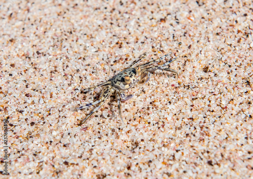 Ghost Crab (Ocypodinae) in the Sand at its Burrow on a Beach in Tropical Mexico