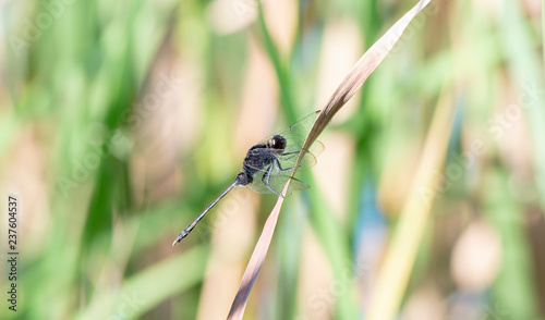 Black Pondhawk (Erythemis attala) Dragonfly Perched on Dried Grass © RachelKolokoffHopper