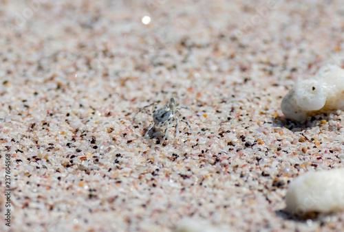 Ghost Crab (Ocypodinae) in the Sand at its Burrow on a Beach in Tropical Mexico photo