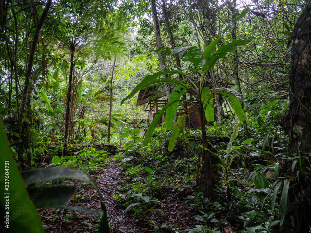 Obraz premium Hut in the Amazon Jungle