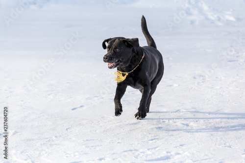 black labrador retriever running on the snow
