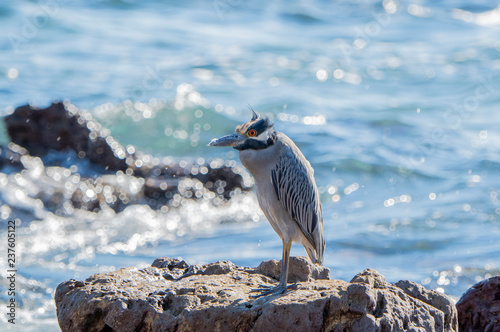 An Adult Yellow-Crowned Night-Heron (Nyctanassa violacea) Rests on the Rocky Shore of the Ocean at Punta Mita, Nayarit, Mexico photo