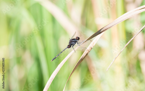 Black Pondhawk (Erythemis attala) Dragonfly Perched on Dried Grass