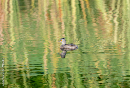 A Least Grebe (Tachybaptus dominicus) Floats in a Small Pond with Beautiful Reflections in Punta Mita, Nayarit, Mexico photo