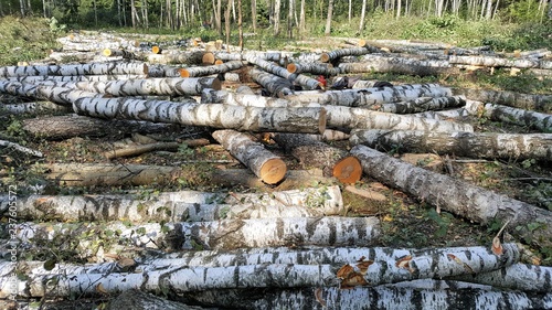 birch logs