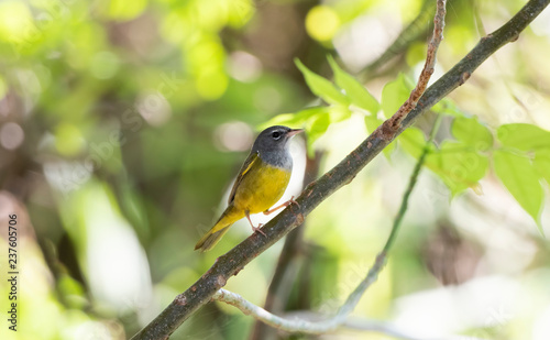A Male MacGillivray's warbler (Geothlypis tolmiei) Perched on a Branch in Punta de Mita, Nayarit, Mexico photo