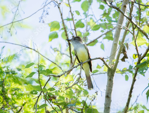 A Dusky-capped Flycatcher (Myiarchus tuberculifer) Perched High in a Tree in Punta de Mita, Nayarit, Mexico photo