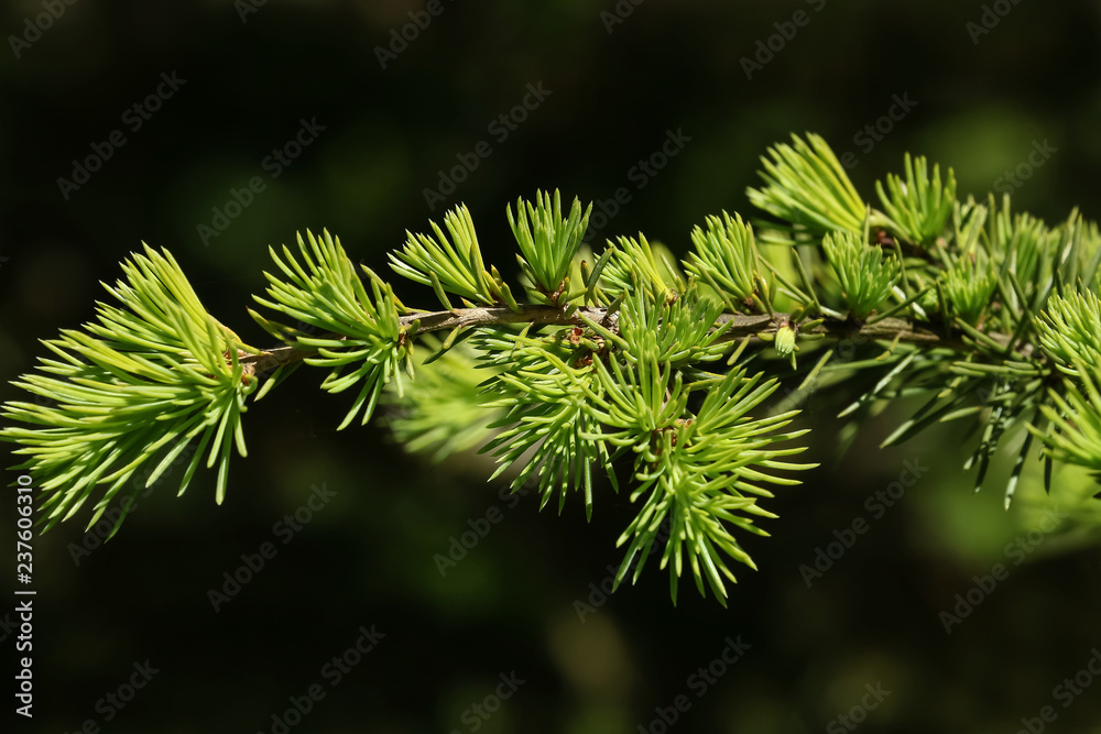 Hellgrüne Nadeln der Lärche im Frühling, Larix decidua Hellgrüne Nadeln der Lärche im Frühling, Larix decidua