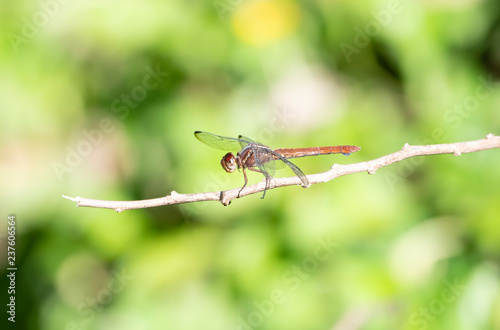 A Female Carmine Skimmer Dragonfly (Orthemis discolor) Perched on a Twig in Punta de Mita, Nayarit, Mexico © RachelKolokoffHopper