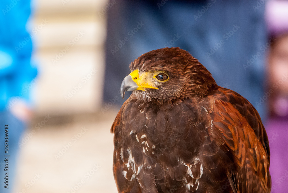 Fototapeta premium Eagle, close-up image