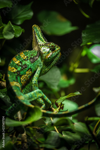 A Green Chameleon Embeded in the Rainforest