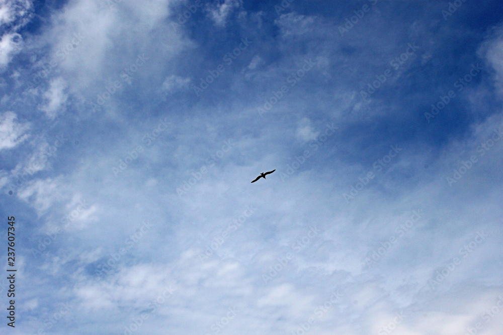 A lonly bird in the blue sky