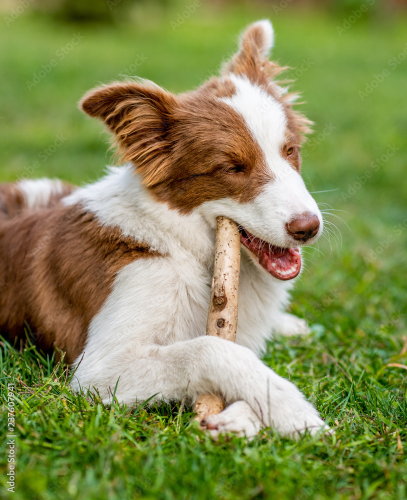 Brown border collie dog playing with a stick Brown border collie dog playing with a stick