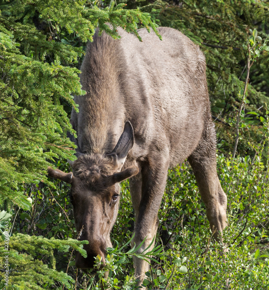 Wild moose in Denali National Park (Alaska). Wild moose in Denali National Park (Alaska).