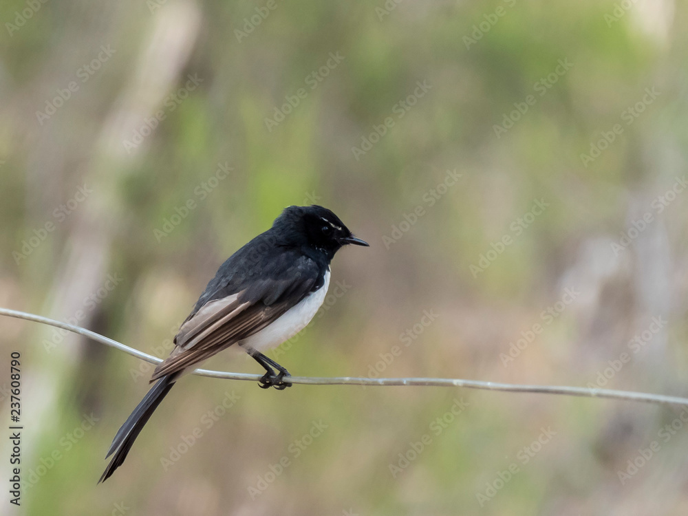 Bird on a branch. Willie Wagtail (Rhipidura leucophrys) race 