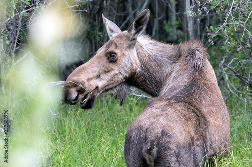 Wild moose in Denali National Park  Alaska .