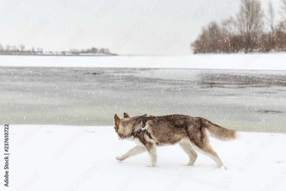 Husky dog walking on the beach. Frozen icy sea. Dog admire the winter snowy beach and sea.