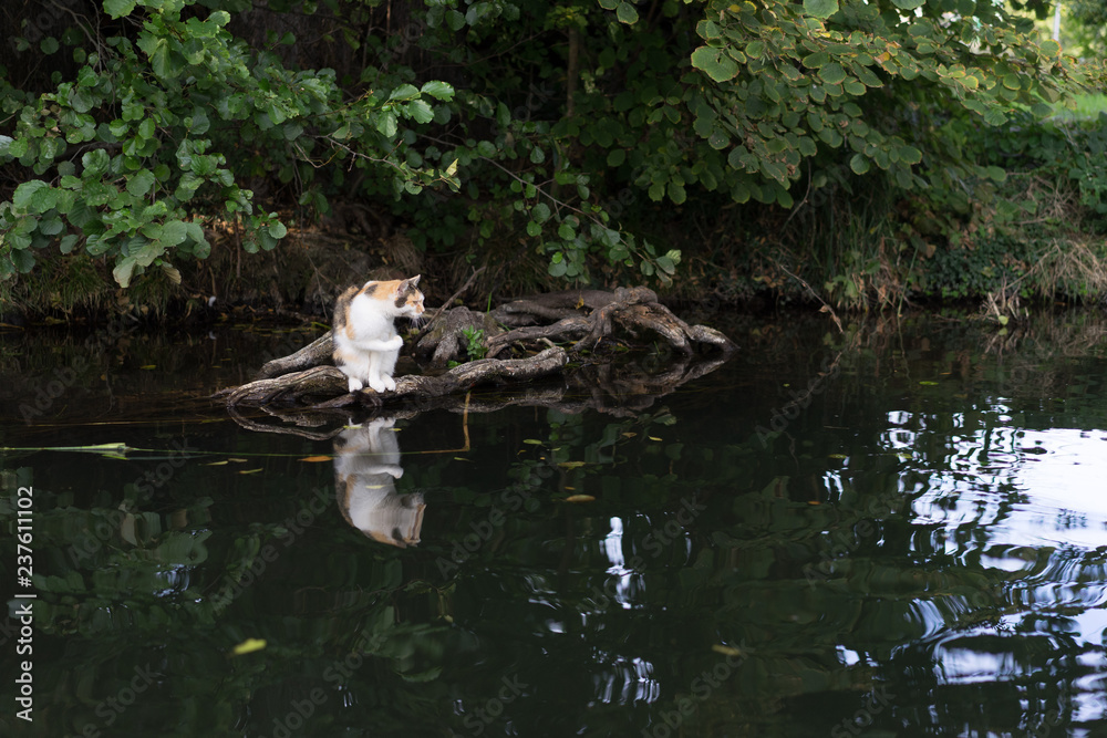 Wasser Katze 2 Wasser Katze 2